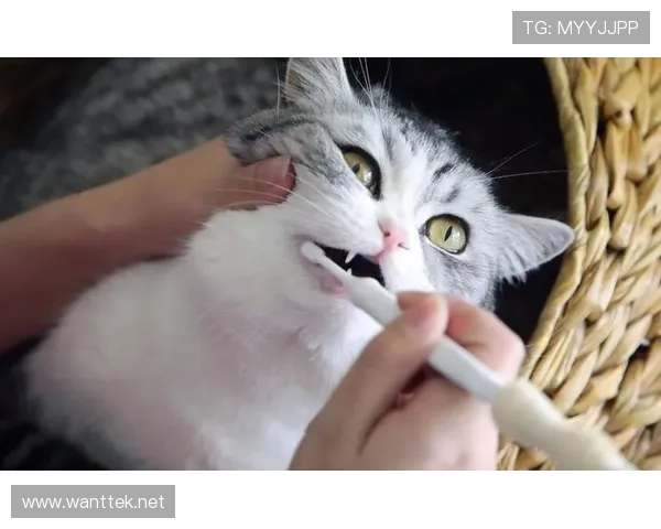 张楠家的猫都比你我活得精致